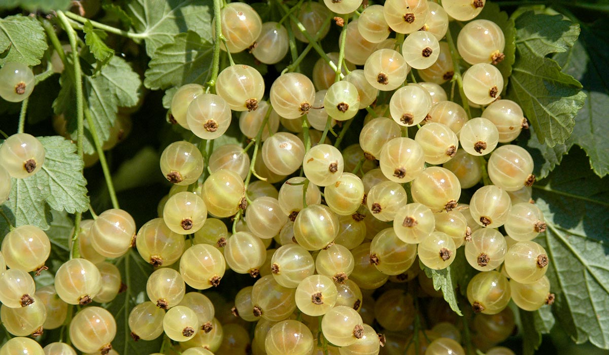 Odroda Dominika
