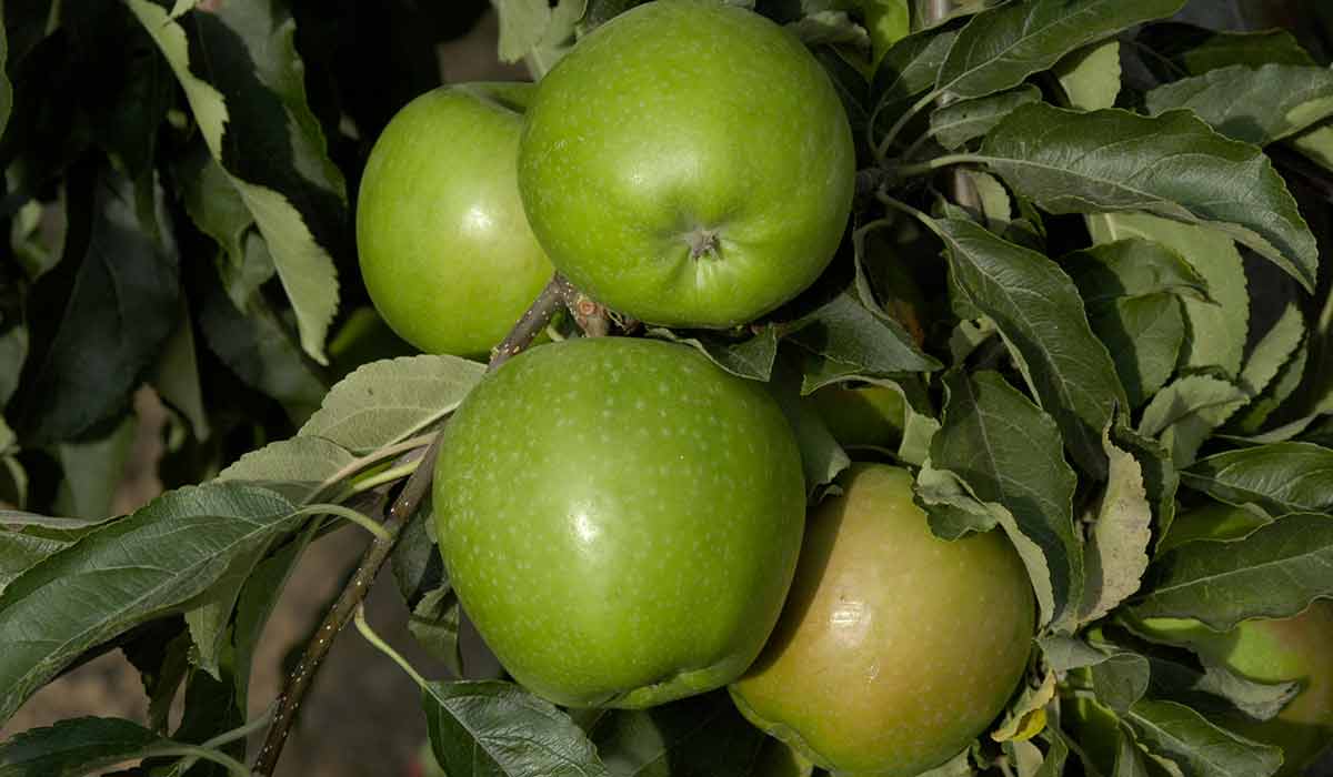 Granny Smith