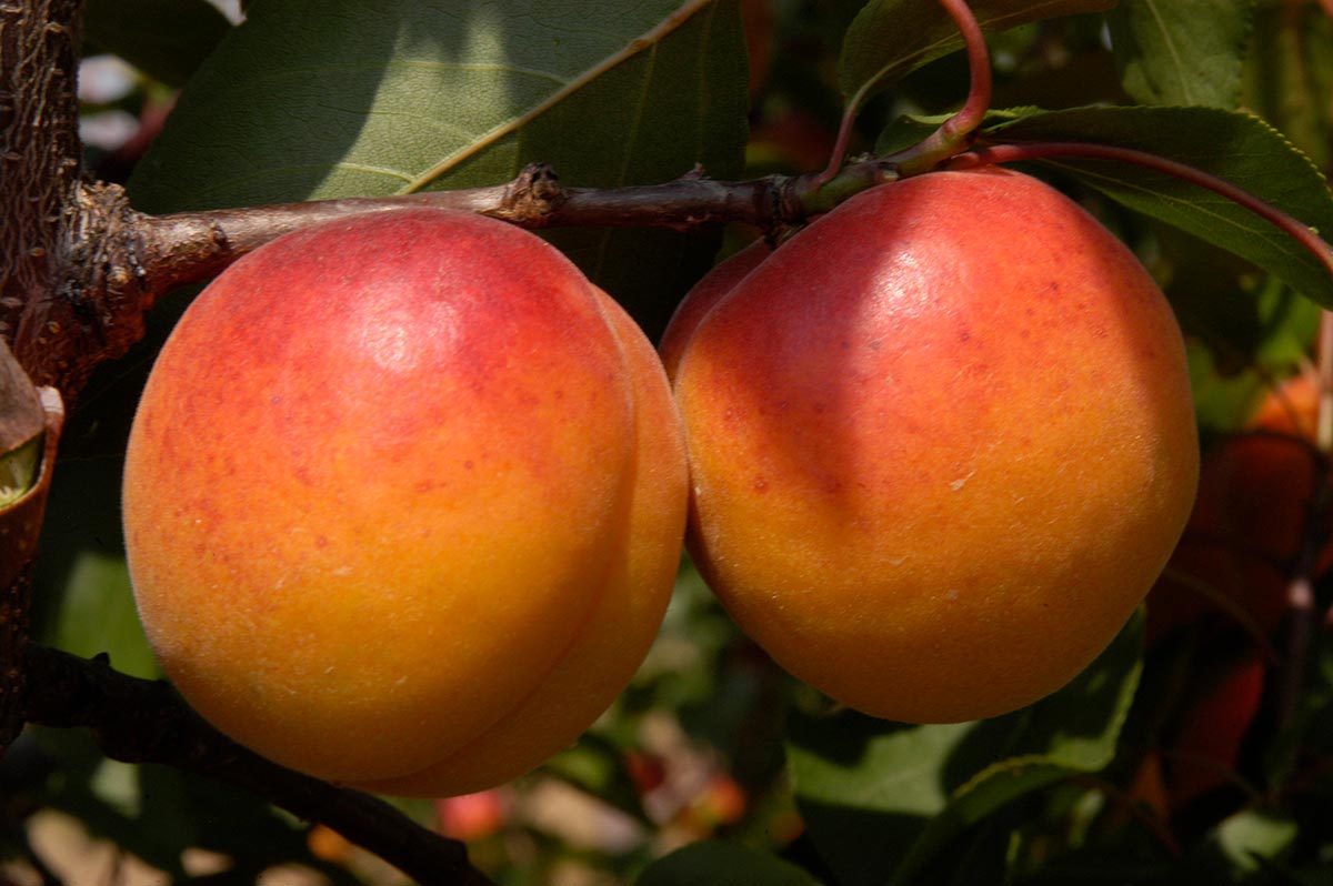 Marhuľa Pinkcot