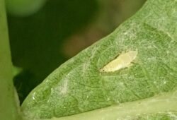 larva cikády Scapheideus titanus