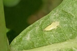 larva cikády Scapheideus titanus