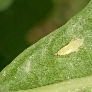 larva cikády Scapheideus titanus