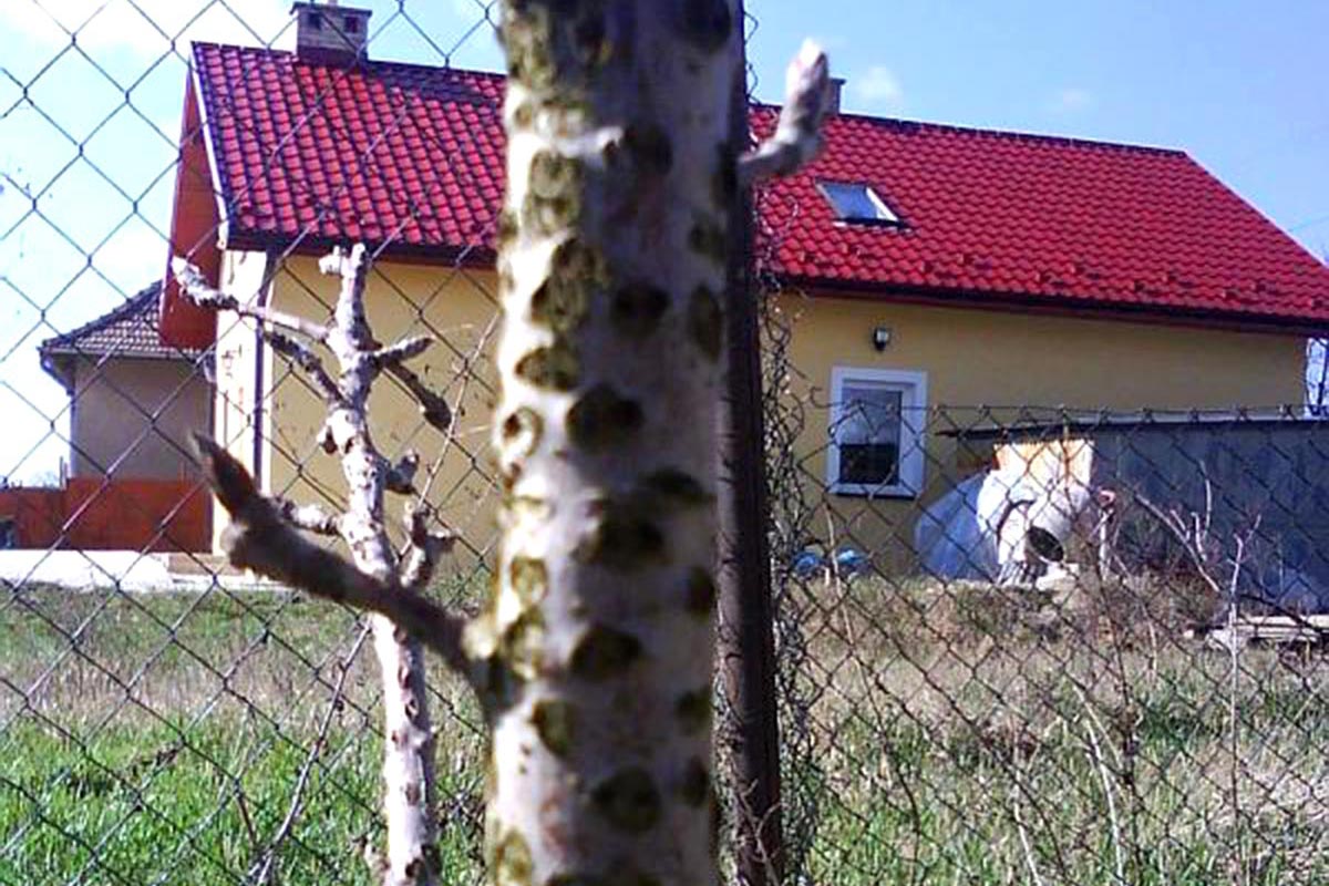 Tŕňovka býčia