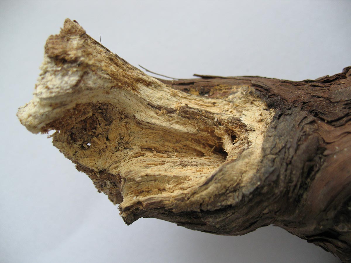 ESCA-biela-hniloba-kmena