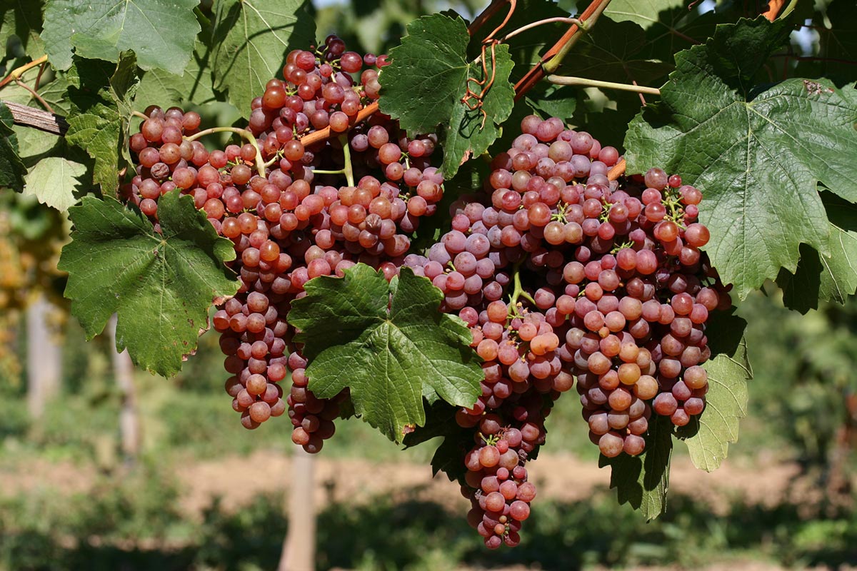 Odroda Milia