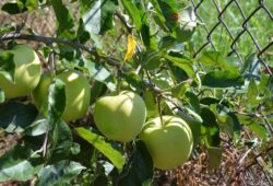 Golden Delicious