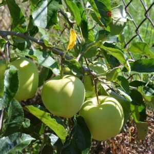 Golden Delicious