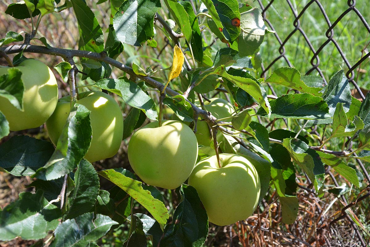 Golden Delicious