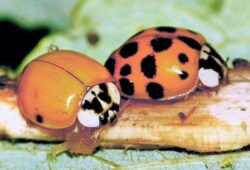 harmonia axyridis