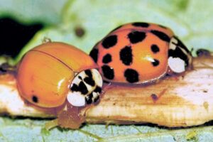 harmonia axyridis