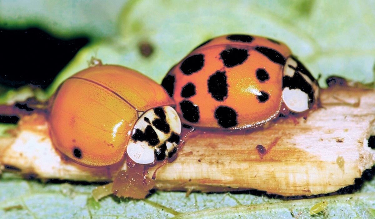 harmonia axyridis
