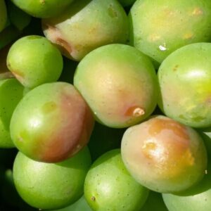 poskodenie-bobul