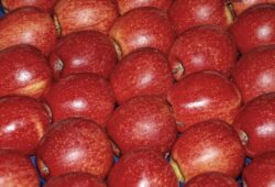 Odroda Gala Schniga