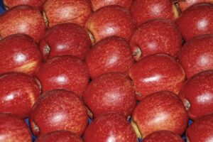Odroda Gala Schniga