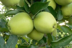 Golden Delicious