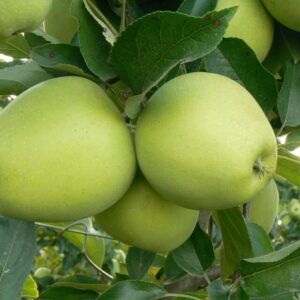 Golden Delicious