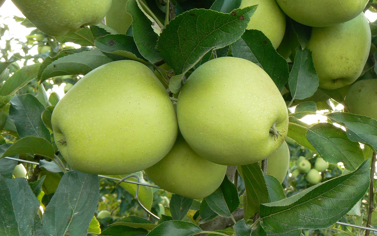 Golden Delicious