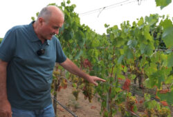sucho vo vinohrade