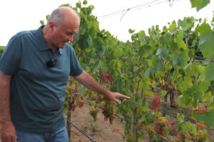 sucho vo vinohrade