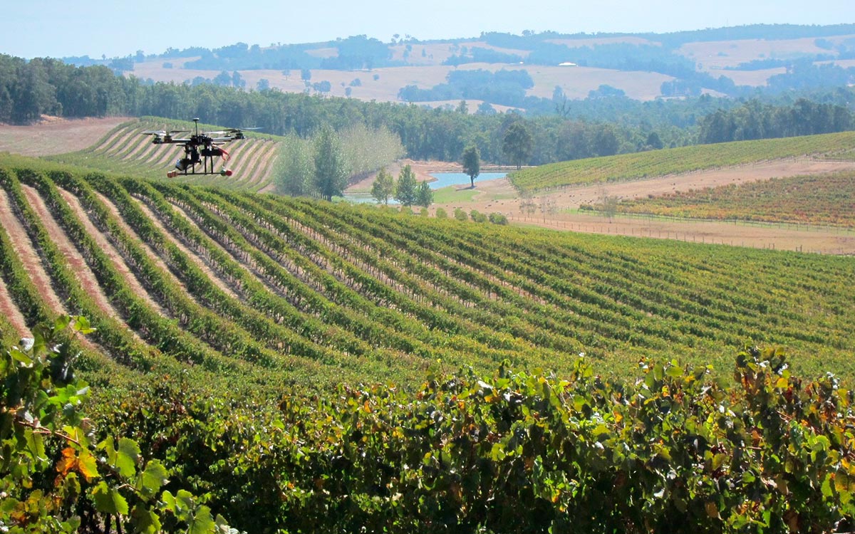 Dron nad vinohradom